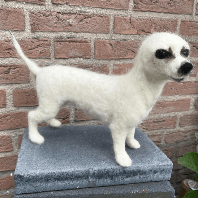 Wolvilt hond Jack Russel