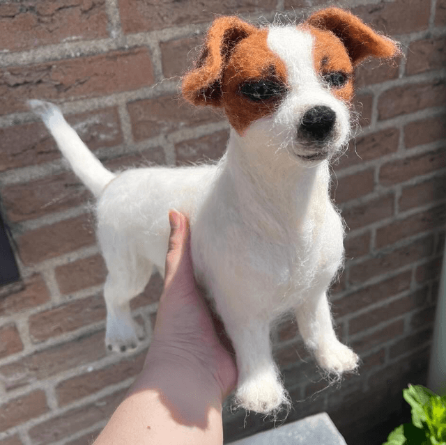 Wolvilt hond Jack Russel