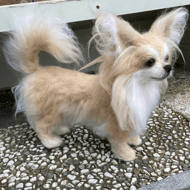 Naaldvilt chihuahua Lucky
