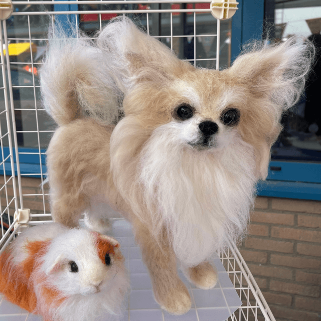Naaldvilt chihuahua Lucky