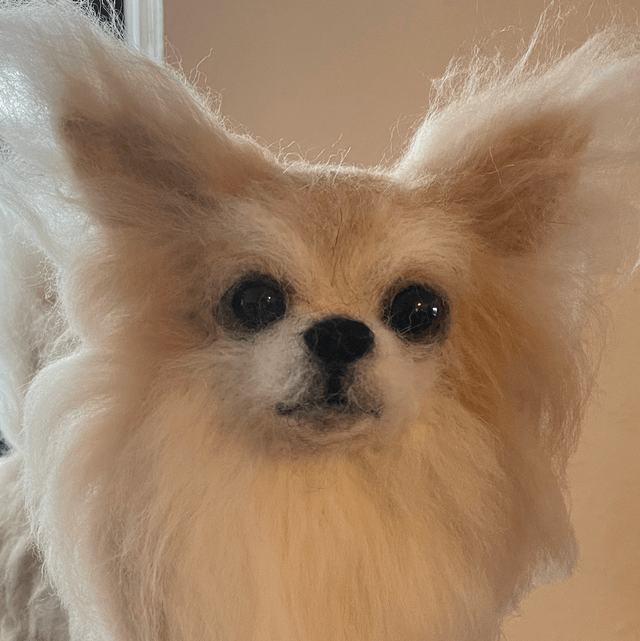 Naaldvilt chihuahua Lucky